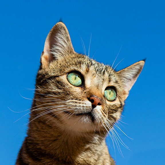 silver tabby cat by Cédric VT on Unsplash