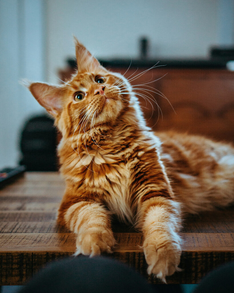 selective focus photography of orange and white cat on brown table
by Amber Kipp on Unsplash