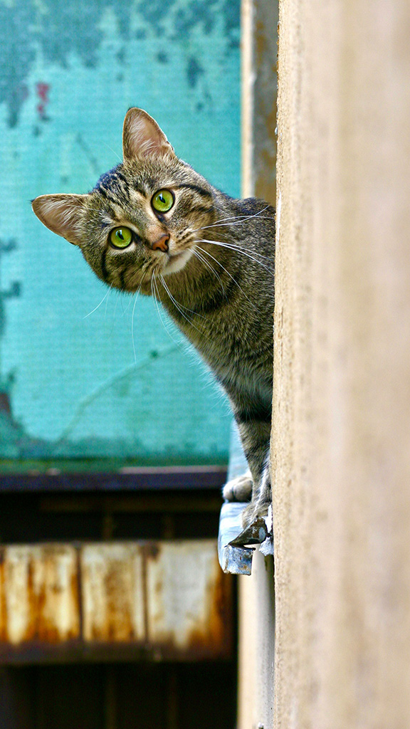 brown tabby cat on white wooden window by Bogdan Farca on Unsplash