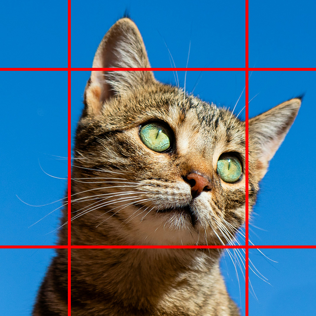 Photo of a cat's face in square format, with red lines added to show how it would be cropped into landscape or portrait formats